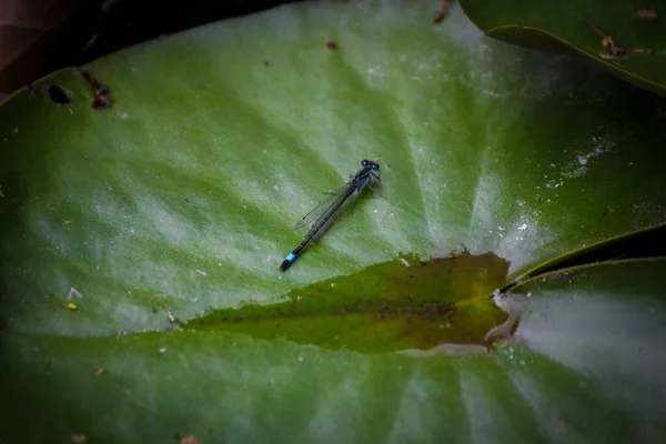 Closeup Shot Dragonfly Sitting Lillypad — Stock Photo, Image