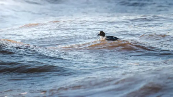 Een Goudoog Eend Bucephala Zwemmend Oostzee — Stockfoto