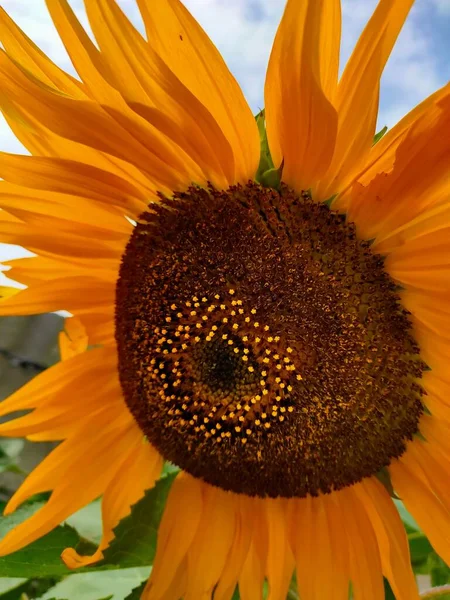 Pionowe Zbliżenie Strzał Kwitnącego Jasnożółtego Słonecznika — Zdjęcie stockowe