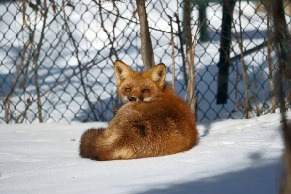 Nahaufnahme Eines Fuchses Der Auf Dem Verschneiten Boden Liegt — Stockfoto