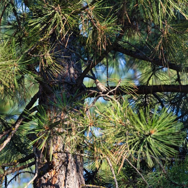 Petit Moineau Écaillé Sur Une Branche Pin Avec Fond Flou — Photo