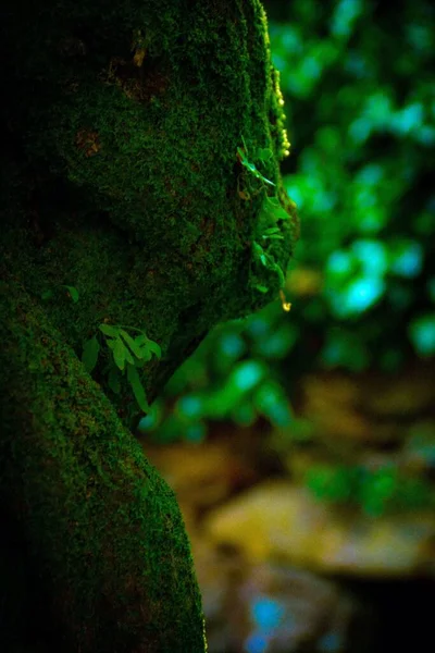 森林里苔藓的特写 — 图库照片