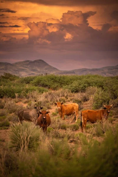 A vertical shot of a cow herd grazing in the field during sunset