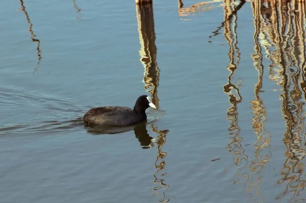 Ein Blick Auf Blässhühner Fulica Atra Die Einem See Waten — Stockfoto