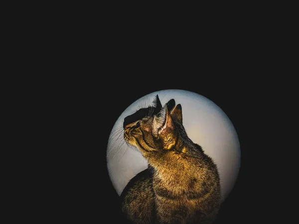 Tiro Artístico Gato Listrado Cinza Visto Círculo Forma Luz Escuridão — Fotografia de Stock