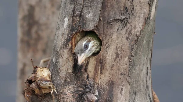 木の中の巣から覗き見する可愛いホワイトチークのバーベット — ストック写真