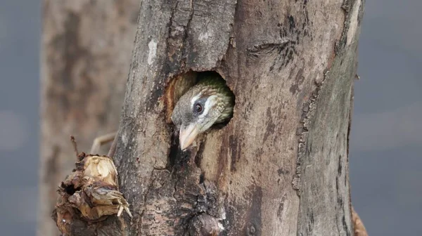 Adorable Barbudo Mejillas Blancas Asomándose Nido Árbol —  Fotos de Stock