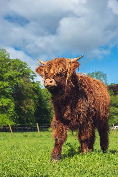 Vertikální Detailní Záběr Roztomilé Hnědé Skotské Highland Krávy Pastvině — Stock fotografie