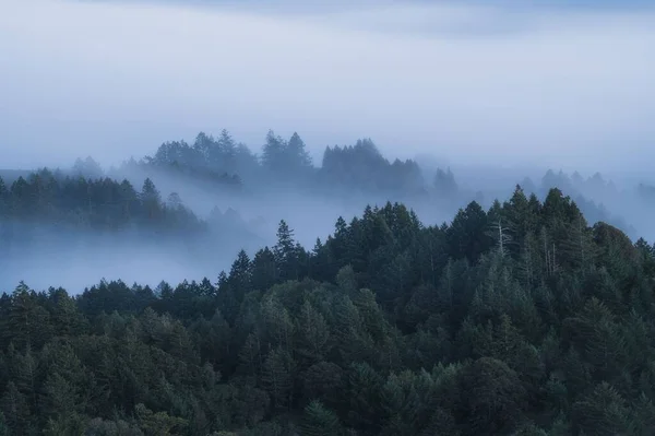 Las Wiecznie Zielonymi Pod Zamglonym Zachmurzonym Niebem — Zdjęcie stockowe