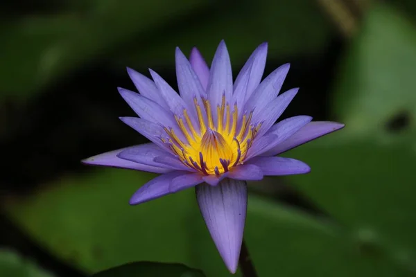 Close Uma Bela Flor Lírio Água Contra Fundo Embaçado — Fotografia de Stock