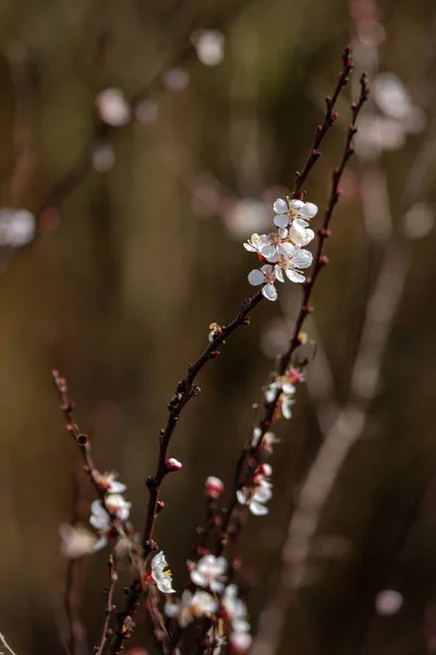 Colpo Verticale Fiori Bianchi Albero Contro Cielo Blu — Foto Stock