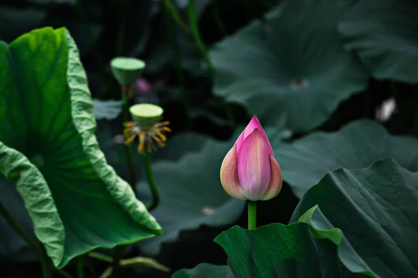 A closeup shot of the bud of an Indian lotus (Nelumbo nucifera) and the wide leaves of the plant