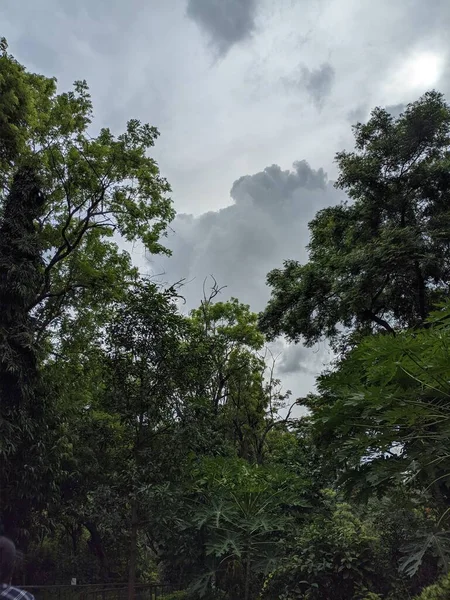 Krásná Krajina Zelených Stromů Ponurý Den — Stock fotografie