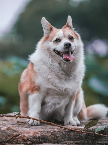 Parkta Bir Zlandalı Çoban Köpeğinin Seçimi — Stok fotoğraf
