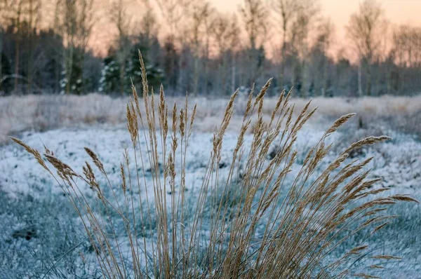Close Arbusto Reedgrass Uma Manhã Fria Inverno Contra Neve — Fotografia de Stock