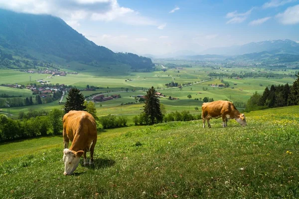 Una Hermosa Toma Dos Vacas Pastando Hierba Con Paisaje Escénico — Foto de Stock