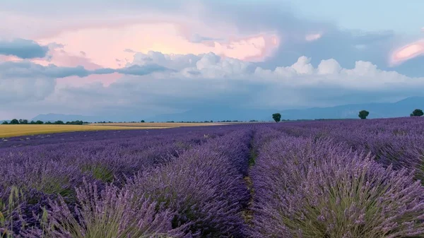 Campo Lavanda Provenza Paesaggio Colorato Primavera Motivo Geometrico — Foto Stock