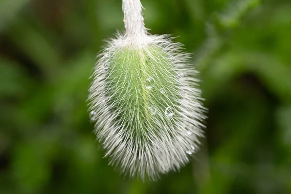 Closeup Shot Fuzzy Wet Flower Bud — Stock Photo, Image