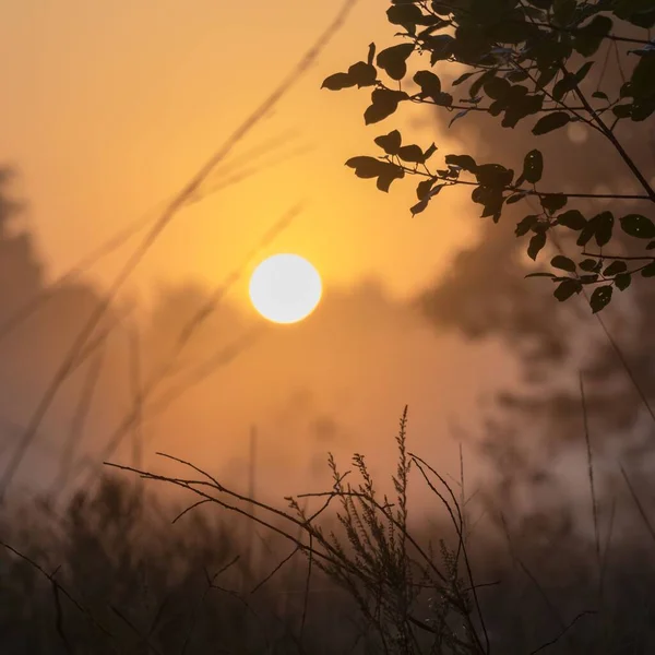 Jasny Złoty Zachód Słońca Nad Parkiem — Zdjęcie stockowe