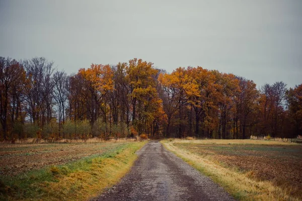 鬱蒼とした秋の森の中の歩道の美しい風景 — ストック写真