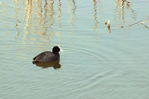 Uma Vista Coot Eurasian Fulica Atra Wading Lago — Fotografia de Stock