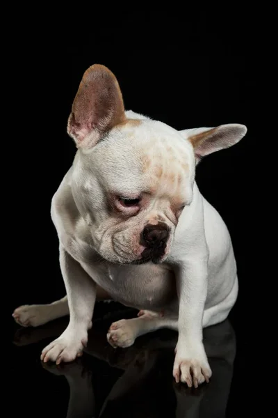 Bulldog Francese Bianco Isolato Sfondo Nero — Foto Stock