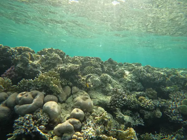 Μια Υποβρύχια Σκηνή Κοραλλιογενή Ύφαλο Και Τροπικά Ψάρια — Φωτογραφία Αρχείου