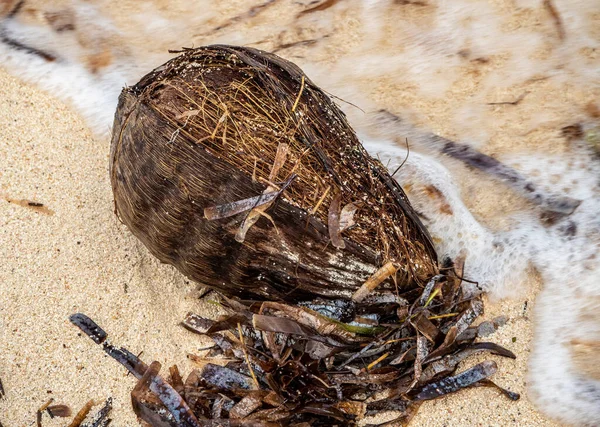 Nahaufnahme Einer Ganzen Verwesenden Kokosnuss Die Der Küste Eines Sandstrandes — Stockfoto