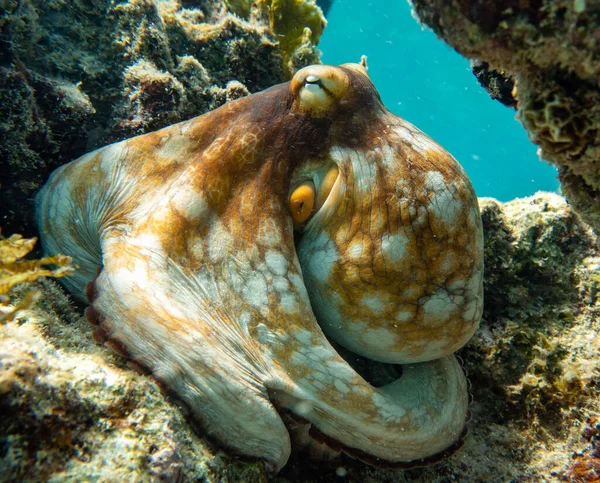 Ein Orangefarbener Großer Oktopus Der Felskorallen Liegt — Stockfoto