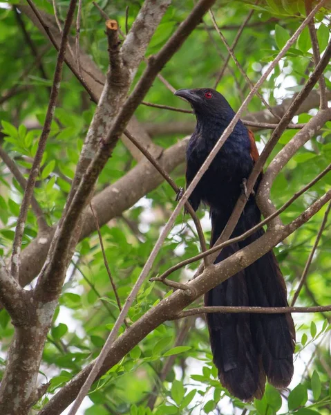 Selektivní Madagaskar Coucal Centropus Toulou Stromě — Stock fotografie