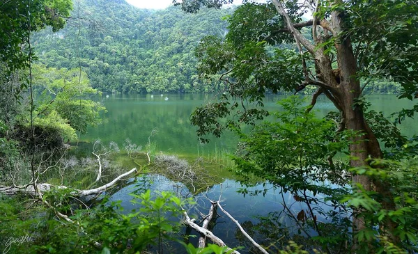 Krásný Výhled Klidné Jezero Odrazem Stromů Vodě — Stock fotografie