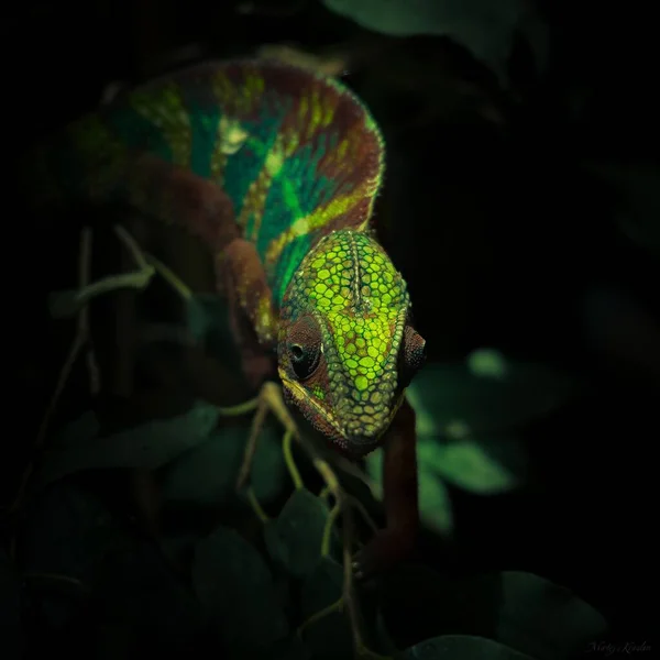 Selektiv Fokusbild Kameleont — Stockfoto