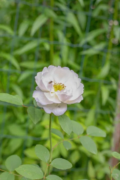Ένα Κάθετο Κλείσιμο Ενός Λευκού Τριαντάφυλλου Στον Κήπο — Φωτογραφία Αρχείου