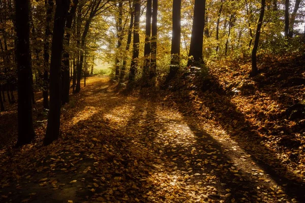 Hermoso Paisaje Hojas Caídas Otoño Sendero Denso Bosque — Foto de Stock