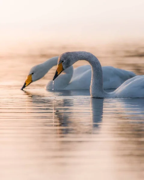 Disparo Vertical Cisnes Del Norte Lago Las Islas Aland Finlandia — Foto de Stock