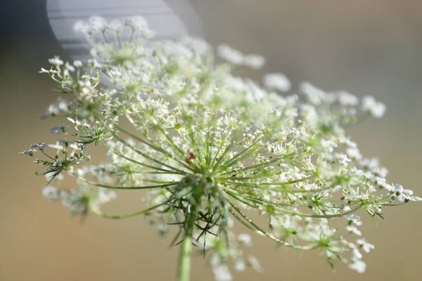 Detailní Záběr Zeleného Bílého Česneku Stonek Květiny — Stock fotografie