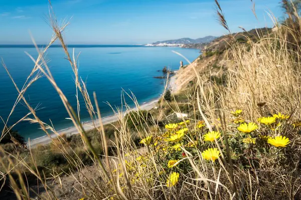 Primo Piano Fiori Campo Canne Che Crescono Riva Mare — Foto Stock