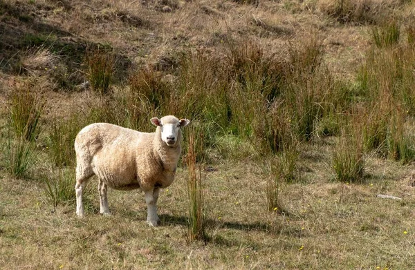 Yeni Zelanda Daki Mahurangi Parkı Nda Otlayan Tüylü Beyaz Bir — Stok fotoğraf