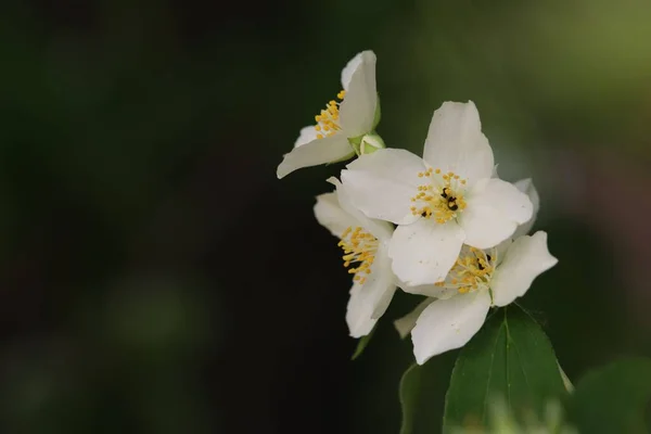 Closeup Skud Blomstrende Mock Appelsiner Blomster - Stock-foto