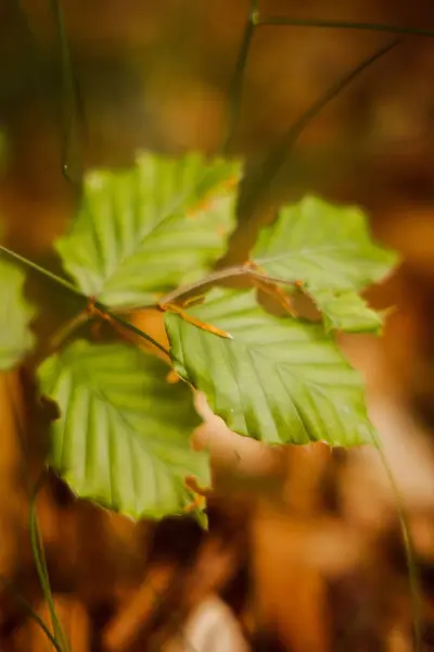 Eine Nahaufnahme Von Grünen Blättern — Stockfoto