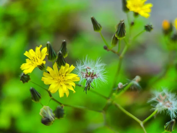 Eine Selektive Löwenzahnblüte Auf Einem Feld — Stockfoto