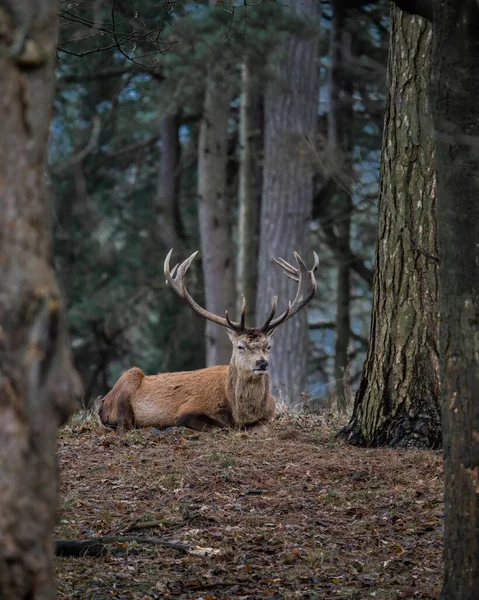 Een Verticaal Schot Van Een Hert Liggend Grond Ontspannend Het — Stockfoto