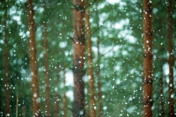 Low Angle View Beautiful Forest Snowy Day — Stock Photo, Image