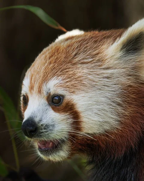 Close Bonito Red Panda Ailurus Fulgens — Fotografia de Stock