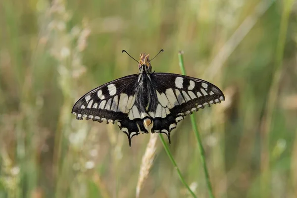 Petit Plan Mise Point Papillon Papilio Machaon — Photo