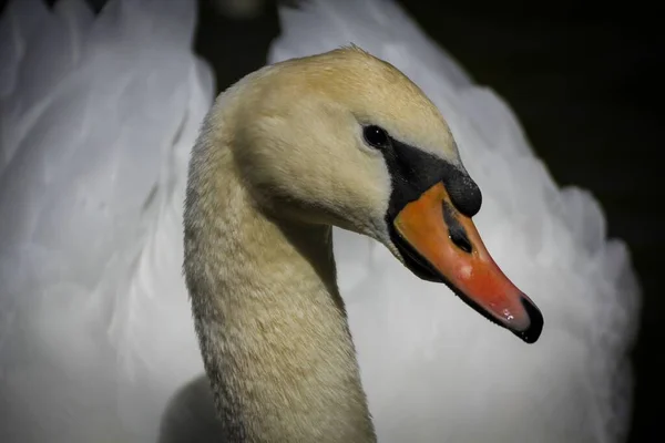 Closeup Shot White Swan Blurry Background — Fotografia de Stock