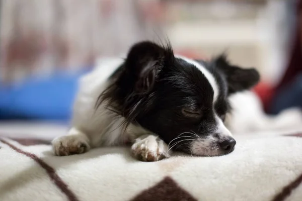 Söt Svart Och Vit Hund Sover Lugnt Mjuk Trasa Närbild — Stockfoto