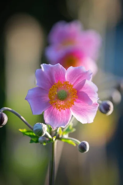 Colpo Fuoco Selettivo Verticale Fiore Anemone Rosa Fiorente — Foto Stock