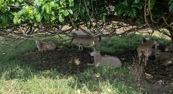 Troupeau Moutons Pondus Sous Arbre Dans Parc Mahurangi Nouvelle Zélande — Photo