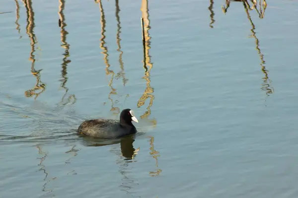 Avrasya Yaban Ördeğinin Fulica Atra Gölde Yüzüşü — Stok fotoğraf